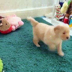 Funny Dogs - A Cute And Funniest Puppy Videos Compilation  CUTE OVERLOAD