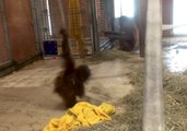 Baby Orangutan Practices Acrobatic Skills at National Zoological Park