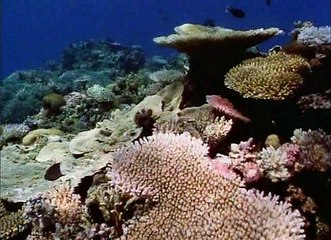 David Attenborough - A Növények Magánélete 5