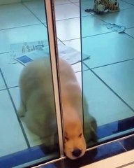 crazy new dog trying to enter the house