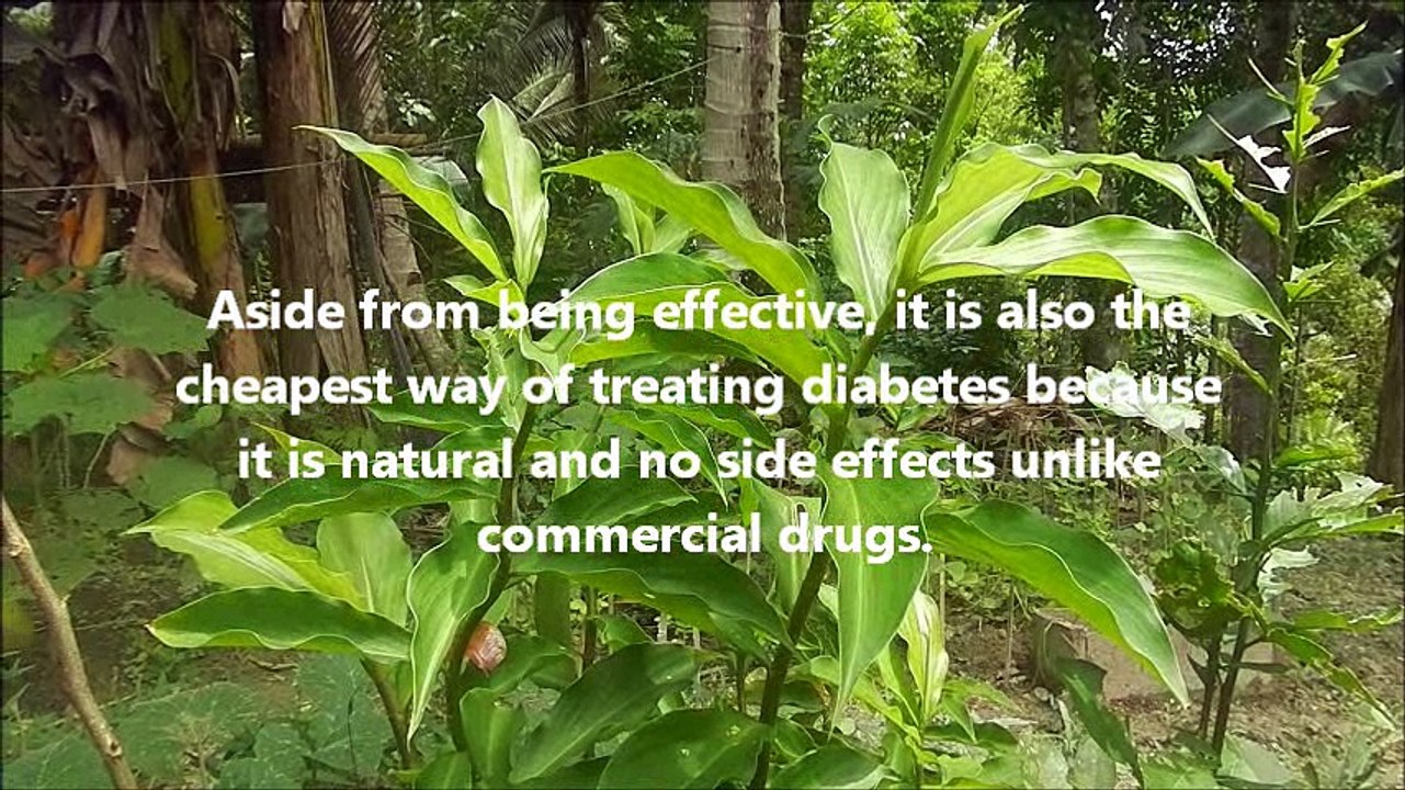 How to cure Diabetes? | Insulin Plant | Magic cure for Diabetes