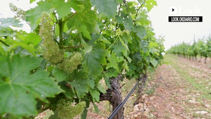 Bodegas El Regajal y Real Cortijo en Aranjuez - Rutas del vino en Madrid