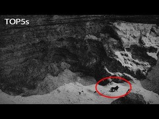5 Last Ever Photos & Video Footage of Now Extinct Animals