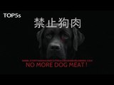 The Barbaric Yulin Dog Eating Festival | What it is & How You Can Help Stop it by 2018...