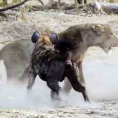 Fight between Cheetah and Hyena in the wild - Live National Geographic