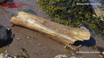 Man Finds Extremely Rare Woolly Mammoth Bone While Strolling On a Beach