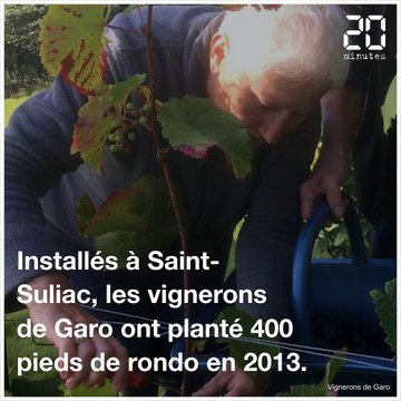 20 Minutes a goûté la première cuvée de vin rouge breton