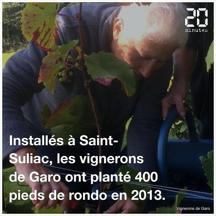 20 Minutes a goûté la première cuvée de vin rouge breton