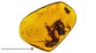 Scientists Study Ancient Frog Trapped In Amber 99 Million Years Ago