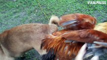 Chicken And Dog Caught Mating