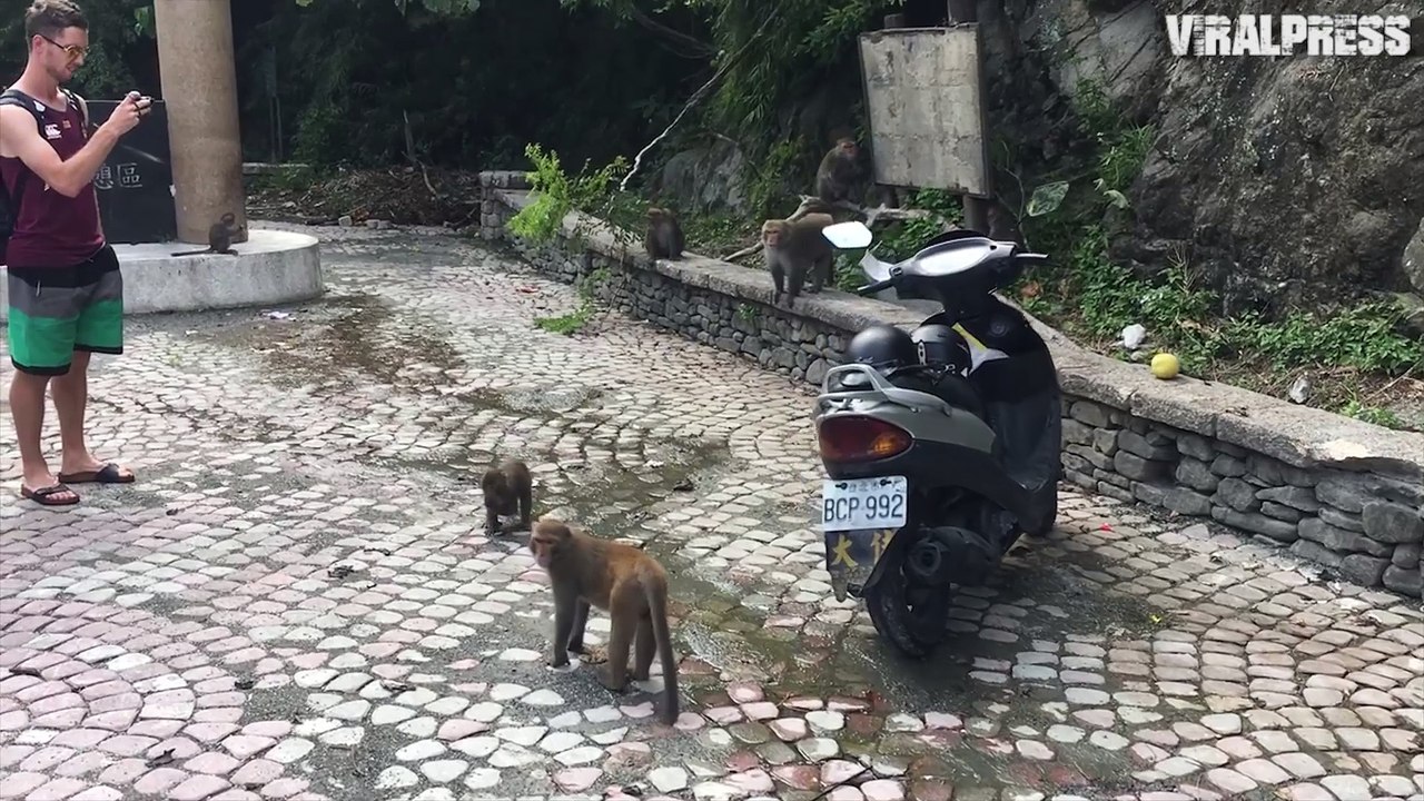 Monkeys Take Over Motorcycle