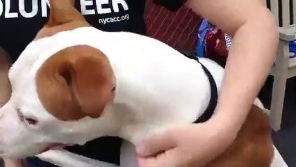 Cão cego chora quando é deixado sozinho