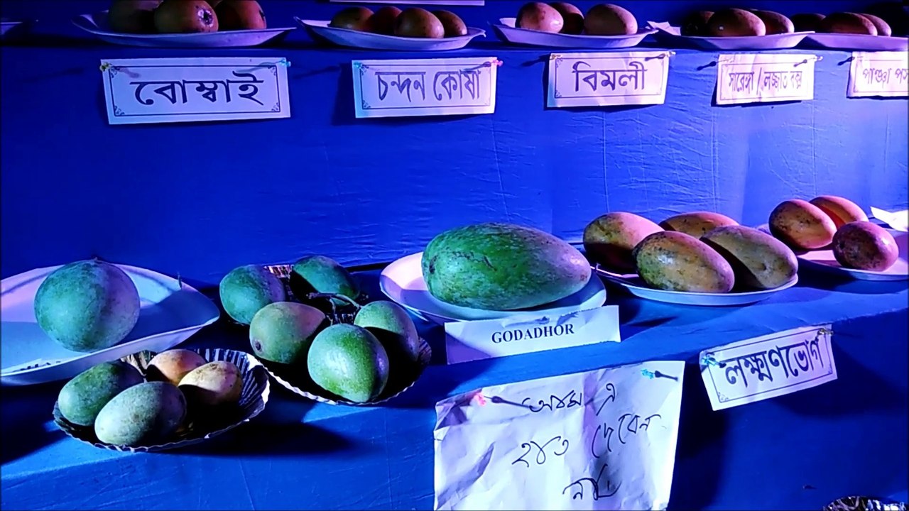 Mango Fairs