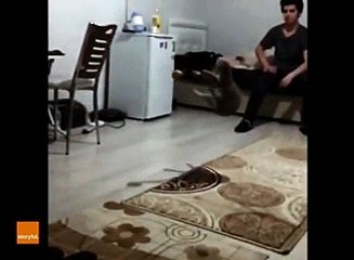 Cat Shows Off Goalkeeping Skills