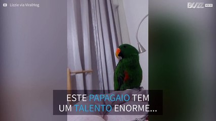 Papagaio canta música do filme "O Rei leão"