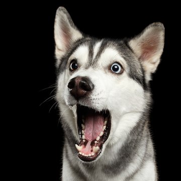 Dogs Might Be The Best Protection We Need