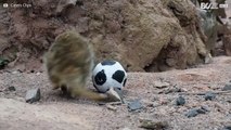 Já viu uma suricata futebolista?