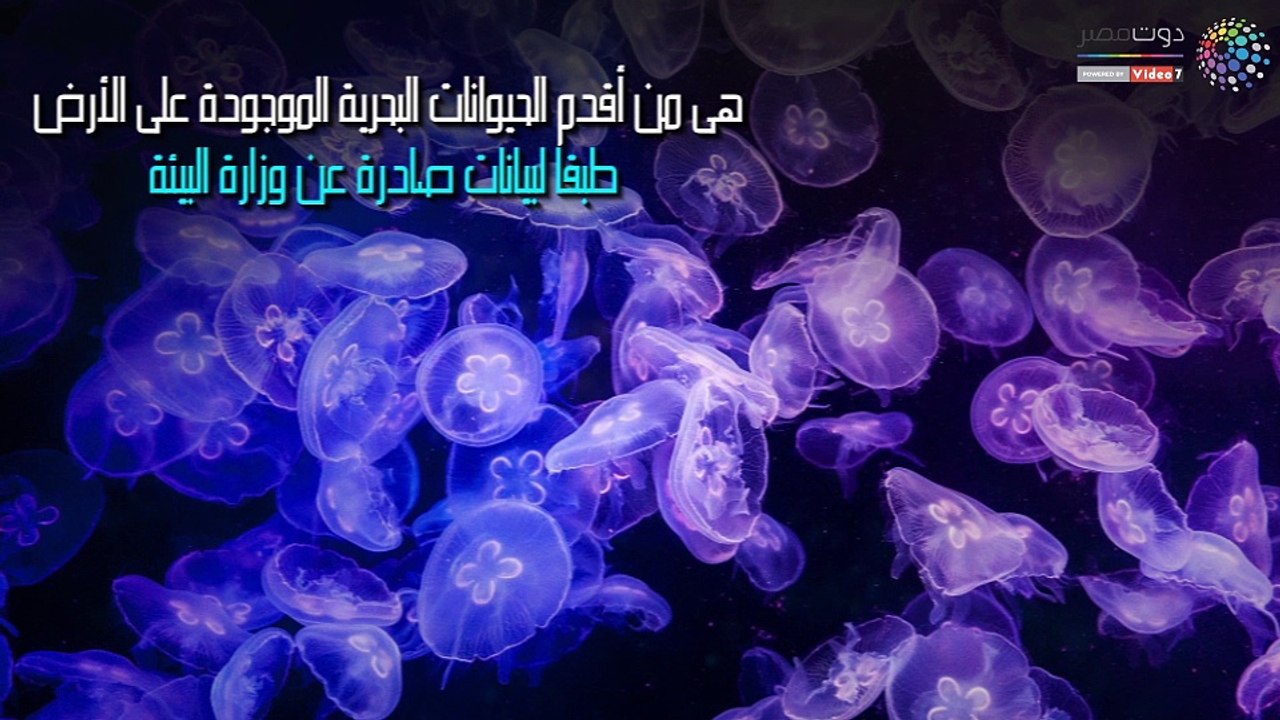 قبل ماتصيف فى العيد.. معلومات مهمة عن قنديل البحر "الحيوان اللاسع"
