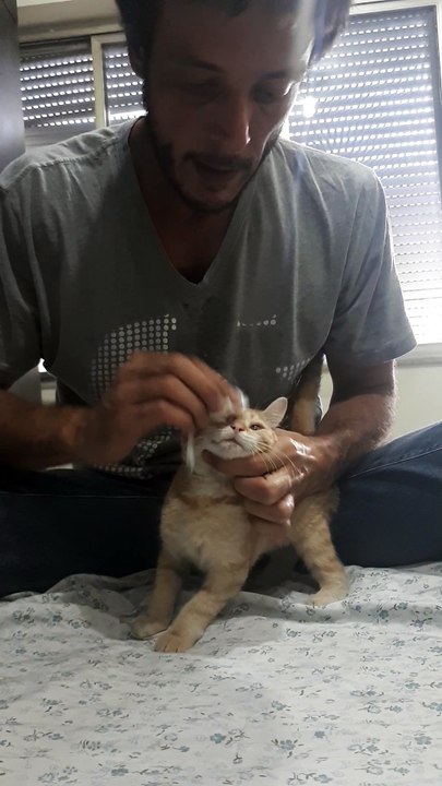 Sweet Cat Gets Eye Drops