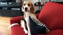 Classic beagle sulk