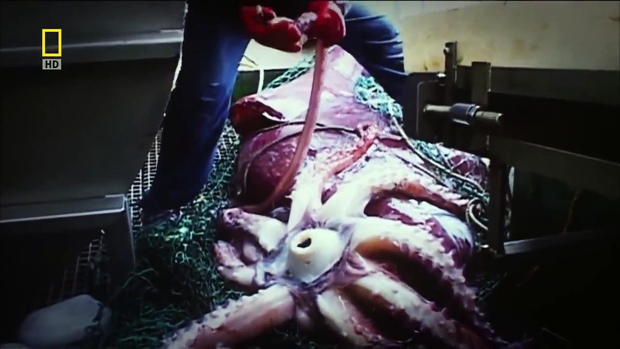 When Fish Attack - Giant Fish Attack - Anglers den - Fishing