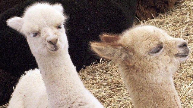 La alpaca de los Andes será clonada por científicos peruanos
