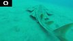 Un requin très rare filmé par un plongeur... Images magnifiques