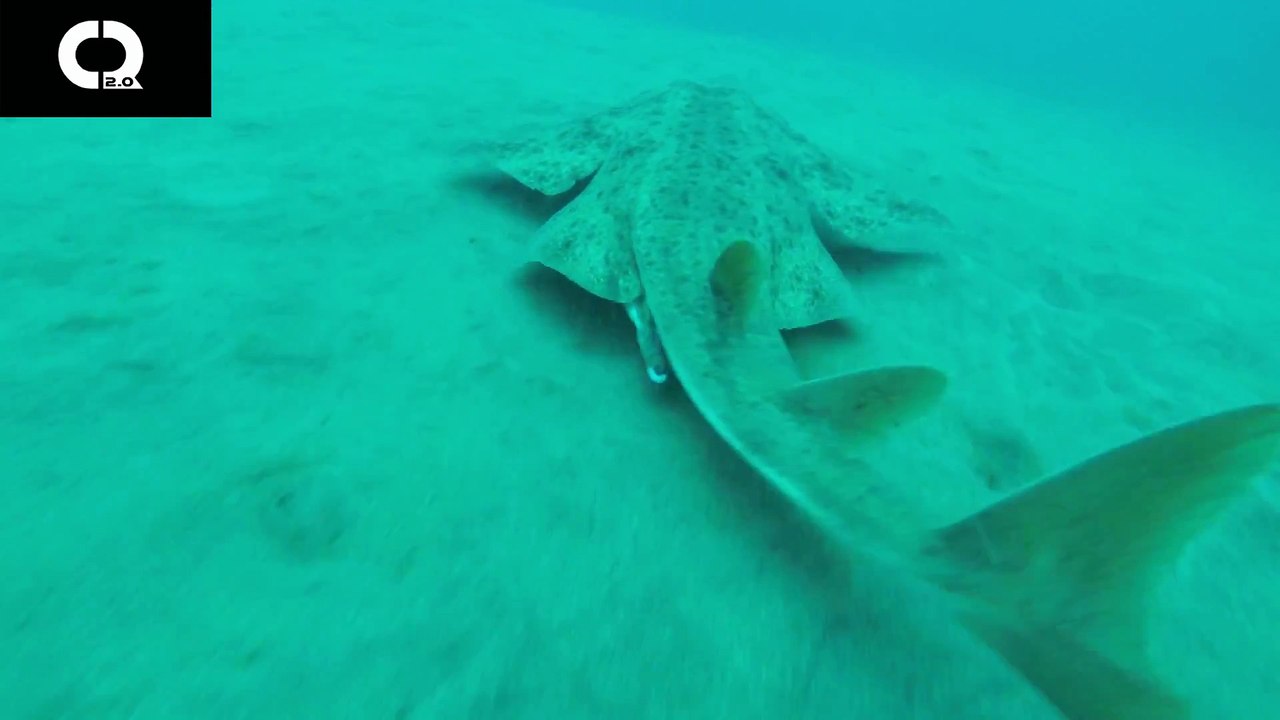 Un requin très rare filmé par un plongeur... Images magnifiques