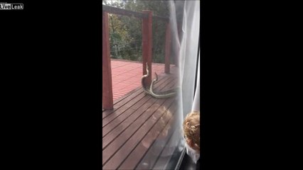 Quand  2 pythons se disputent sur la terrasse de ta maison en australie