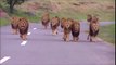 Il croise une quinzaine de lions en pleine route en Afrique