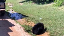 Bear Playing With Mud Water _Sri Lankan Sloth Bear _Yala National Park ,SriLanka