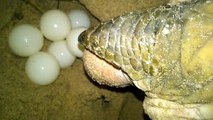 Sea Turtle is laying eggs