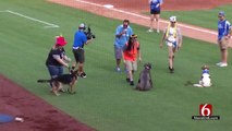 Tulsa Bark at the Park Takes a 'Ruff' Turn When Rogue Pup Chases Baseball Across Field