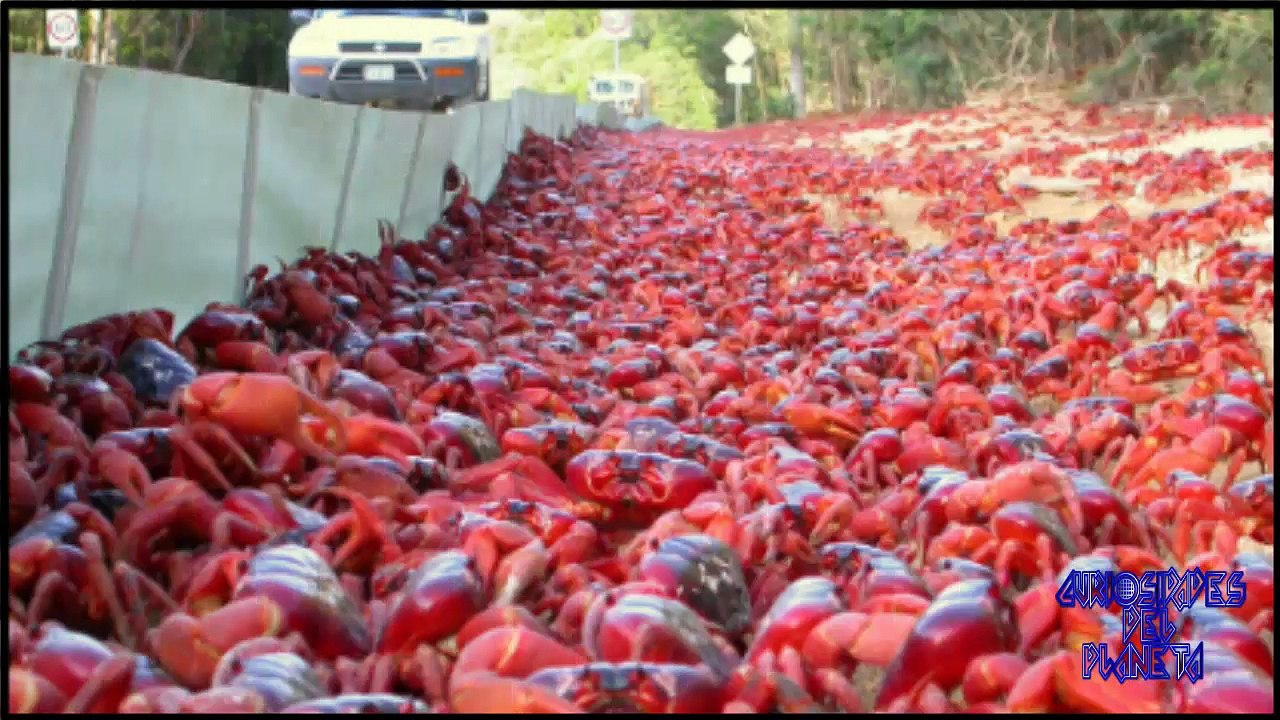 La isla de los cangrejos