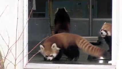 The Hilarious Reaction Of A Scared Red Panda