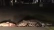 Gator Drags Dead Fish Across South Carolina Road