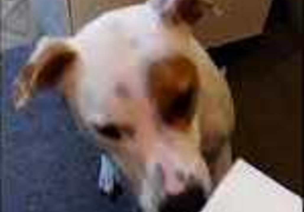 Adorable Pooch Politely Takes Any Item Offered to Her