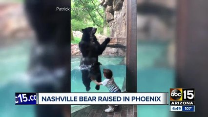 Bear from Phoenix Zoo goes viral for adorable video