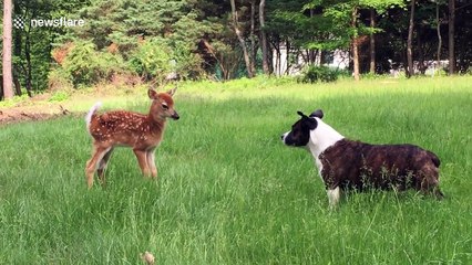 Dog and baby deer aren't the biggest fan of each other