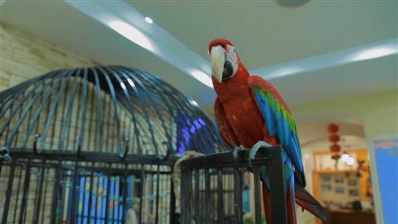 Wer wird weltmeister? roma, der orakelnde papagei, weiß es