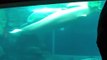 Beluga whales incredible play with large blanket underwater