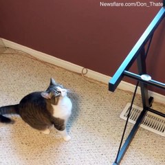 'I removed the top of my desk, but my cat didn't quite understand' 