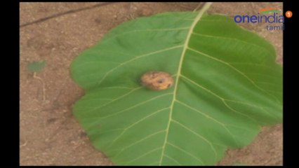 நாட்டு வெடிகுண்டுவில் சிக்கி ஆடுகள் பலி-வீடியோ