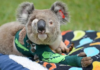 Pinto the Koala Released Into Wild After Remarkable Recovery