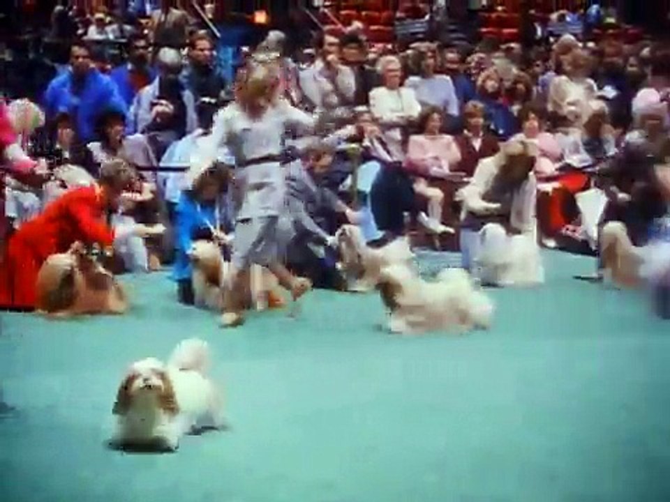 Those Wonderful Dogs