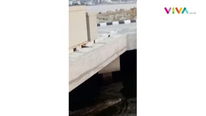 Seekor Buaya Hebohkan Dermaga Sunda Pondok Dayung