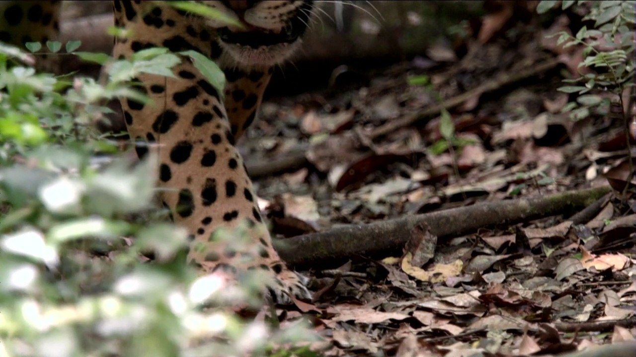 Población de jaguares de México crece 20% a 4.800 ejemplares