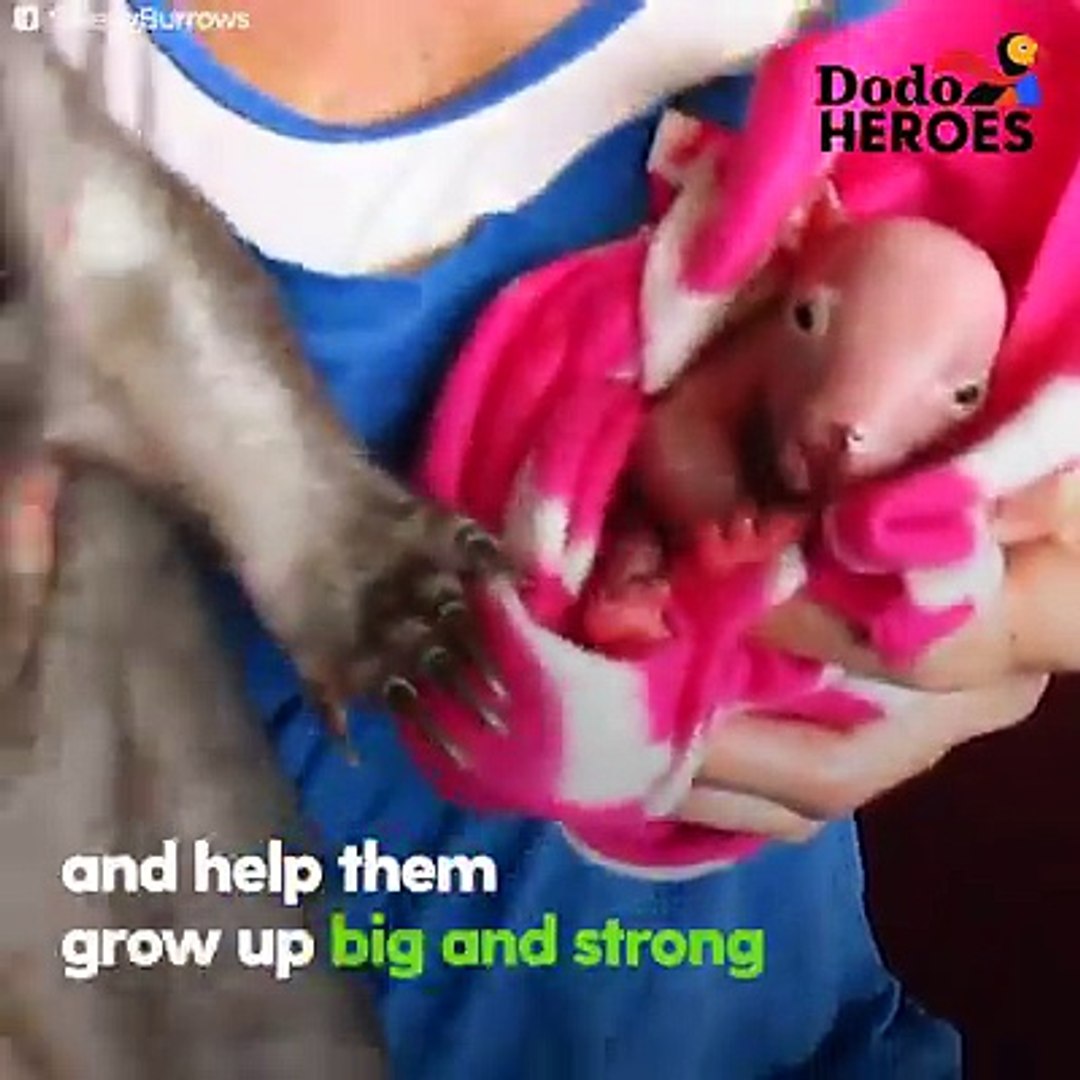 This rescued baby wombat is so little that she's still pink — and her human mom carries her aro