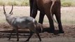 When this baby elephant got stuck in a hole, her mom was so protective of her that rescuers couldn’t get close. But then they figured out the smartest way to he