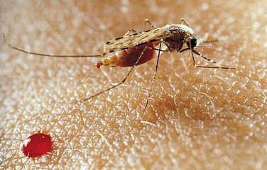 Pourquoi les moustiques vous piquent plus que votre conjoint ?